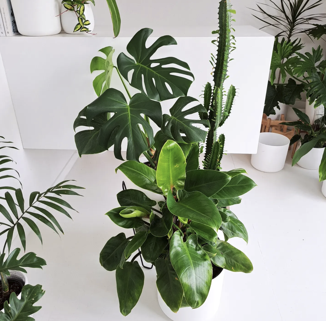 Plant Love’s Top Tips to Keep Your Indoor Plants Thriving