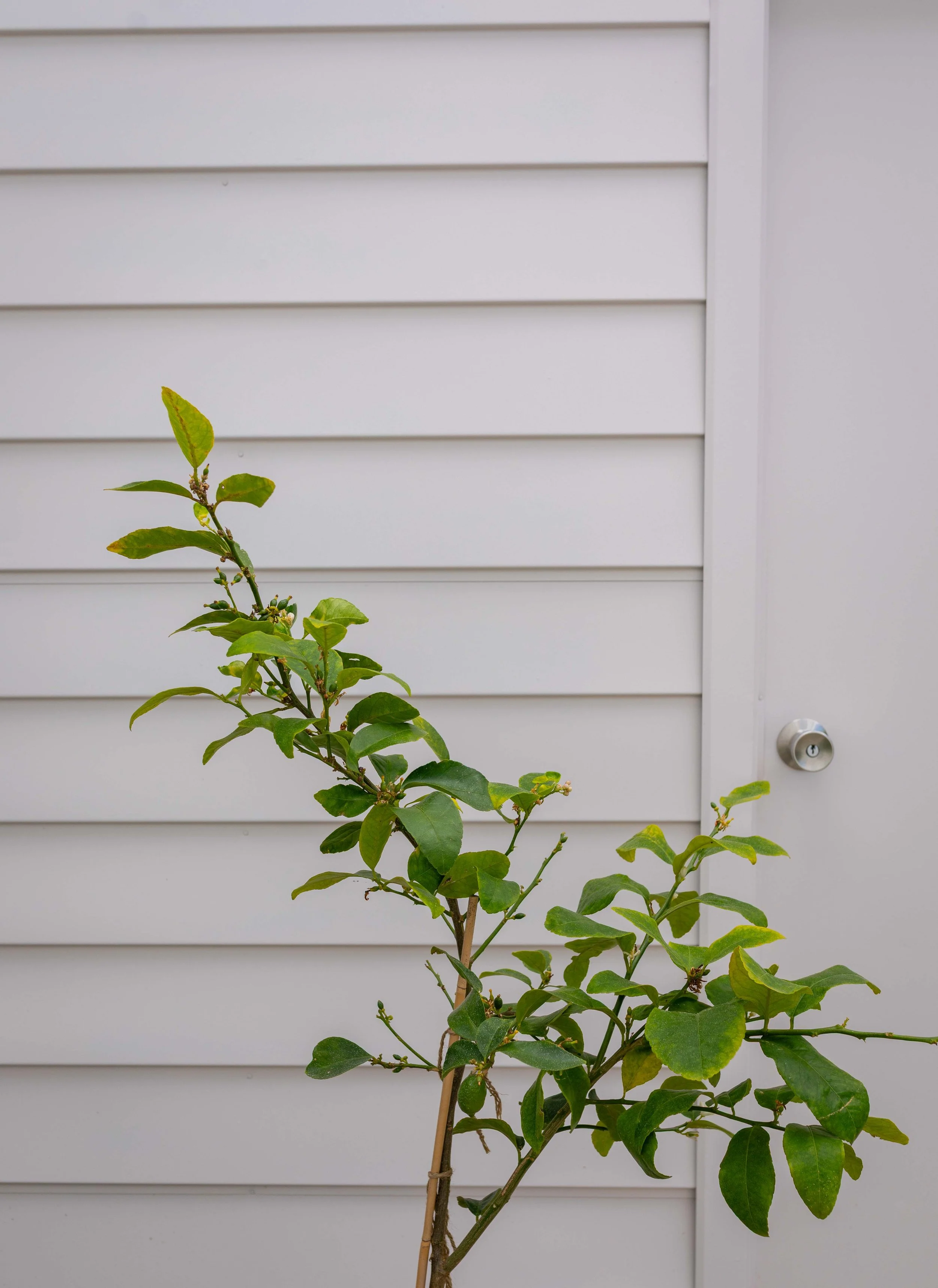 WEB_studio_exterior_paint_reveal_aalto_kindle_Photography_by_Dominey_Flores_The_Cosy_Notes-11.jpg