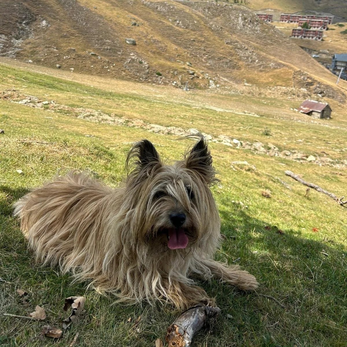 Oxmo, un chien de race cairn terrier