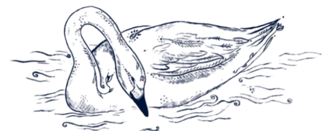 A close-up drawing of a swan with detailed feather textures, floating on water.