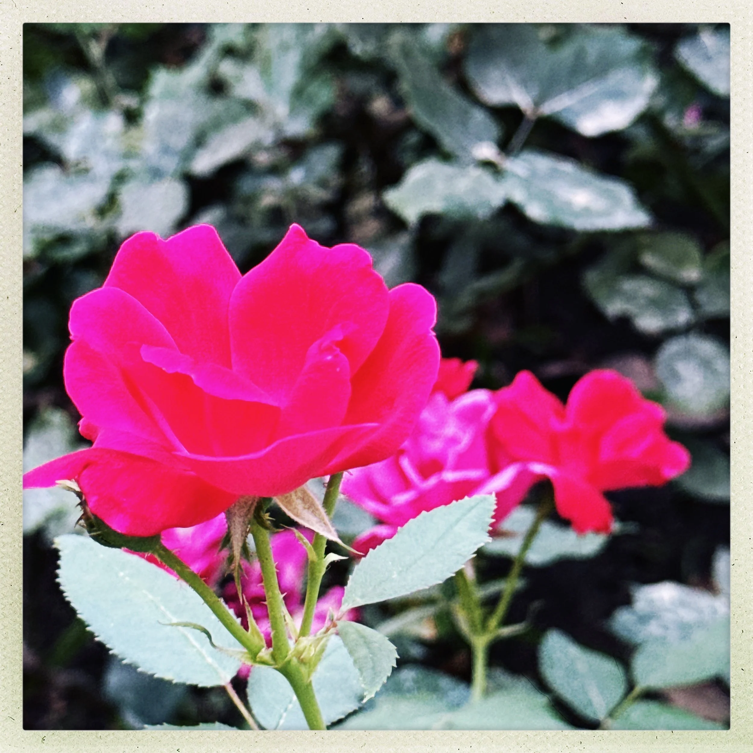 HipstamaticPhoto-771588870.994607.jpg
