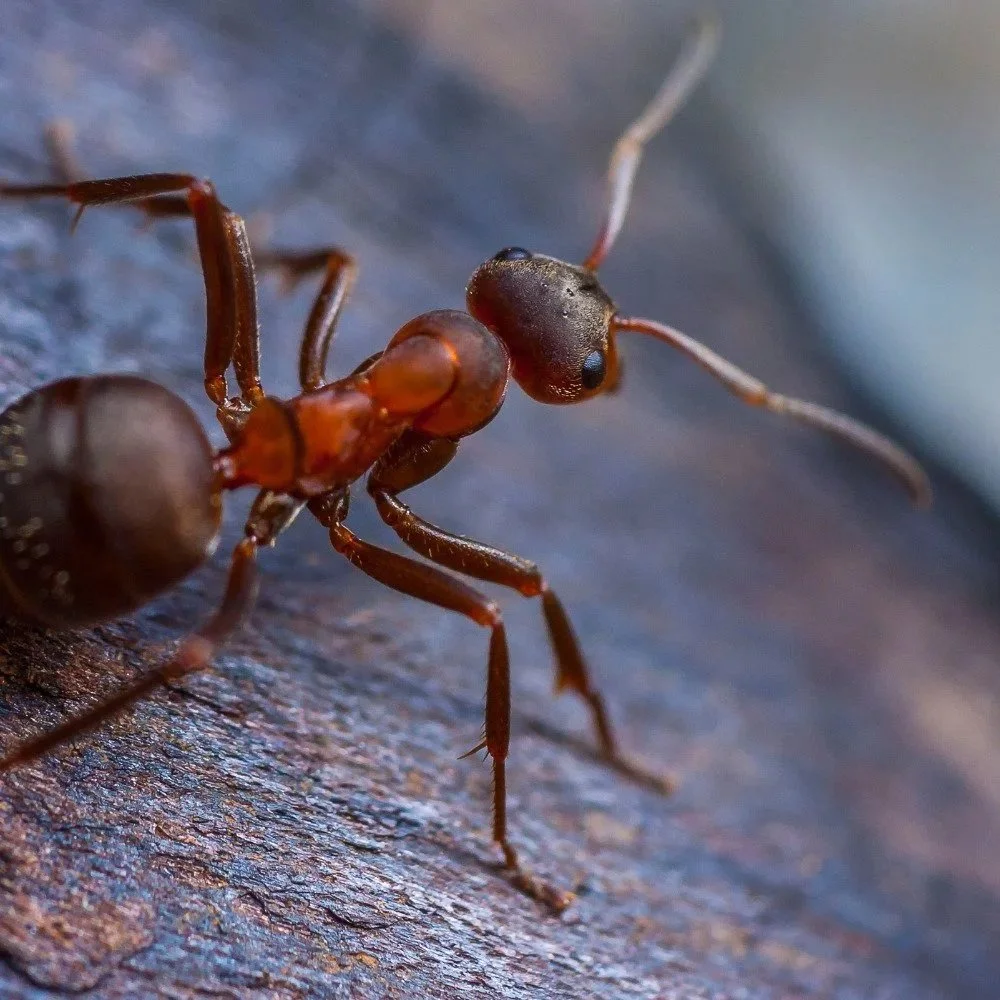 Are Ants Invading? How To Take Action