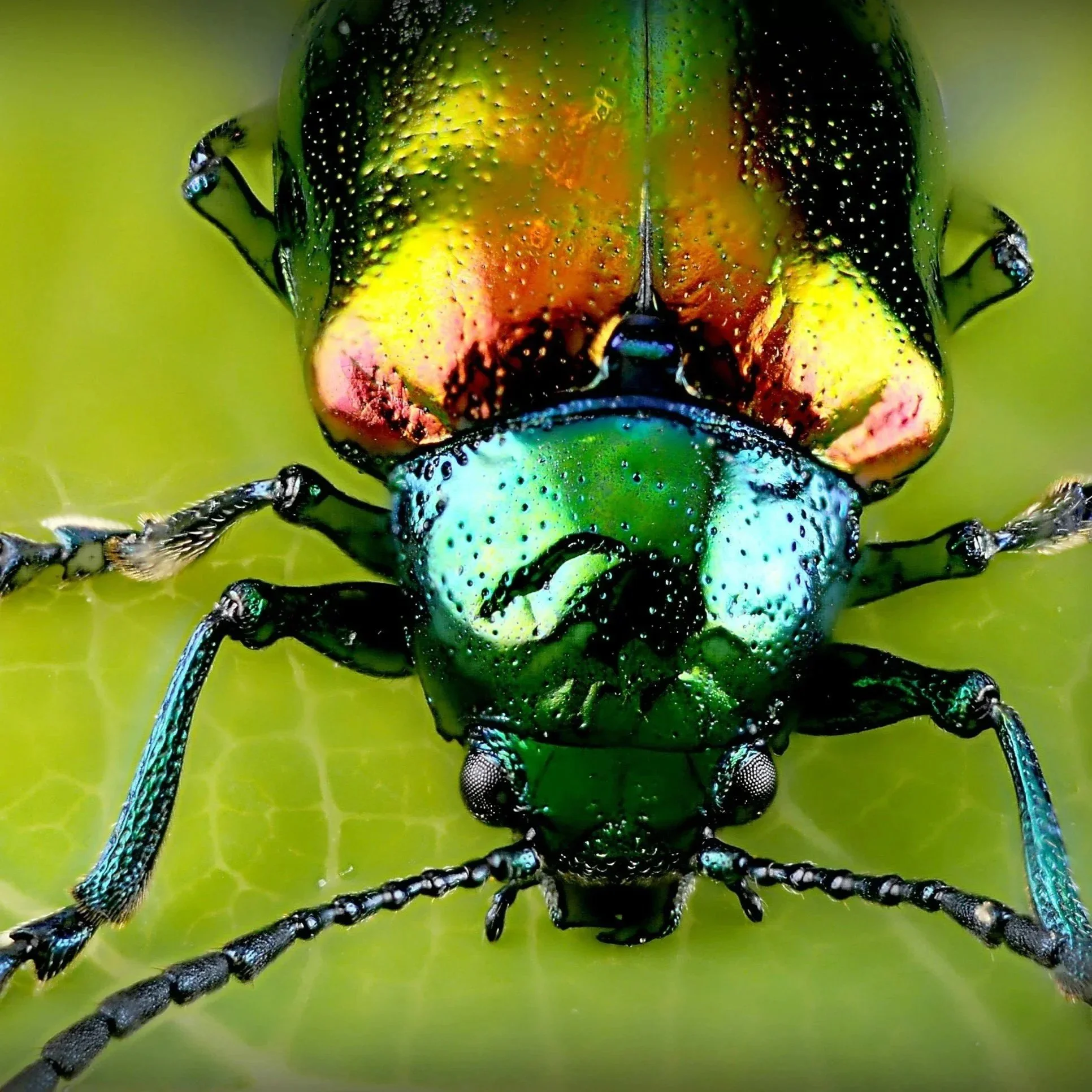 Bugs That Thrive in Warm Weather