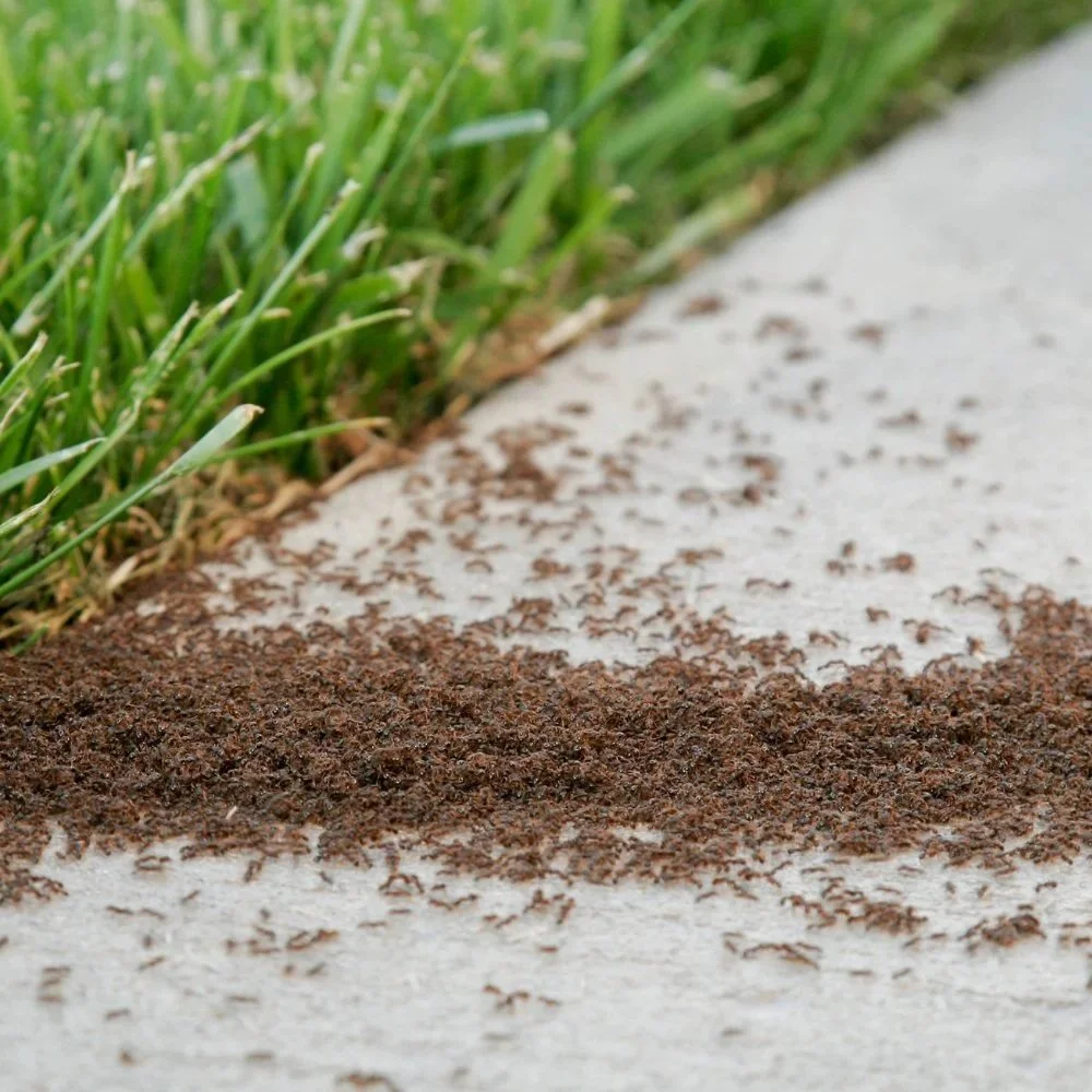Efficient Solutions for Managing Ant Infestations in Homes