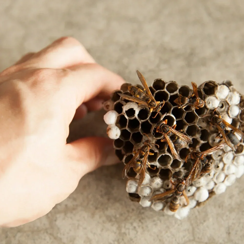 Safe And Responsible Bee Removal: Protecting People While Preserving Pollinators