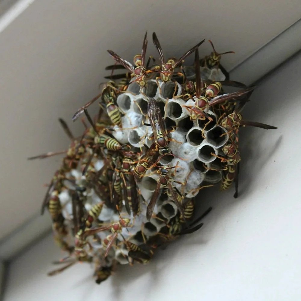 Signs of a Wasp Infestation