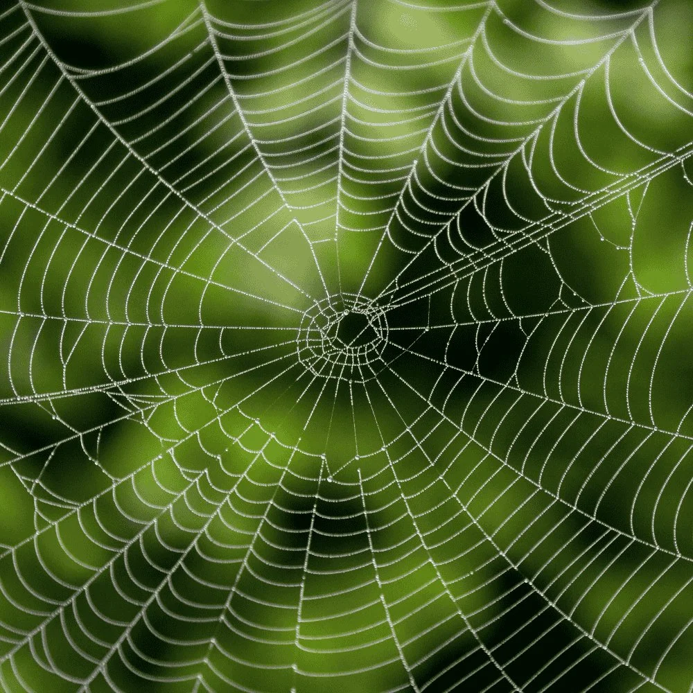 Spider Control Tips: Keeping Homes Free from Webs and Bites