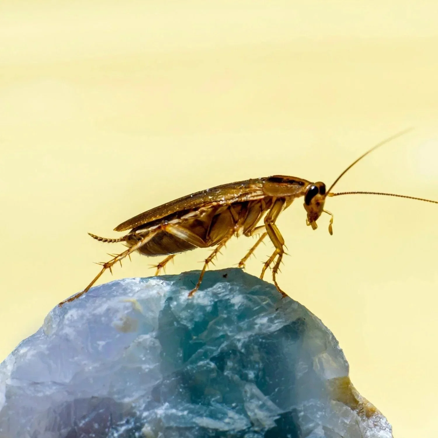 The Hazards of Cockroaches