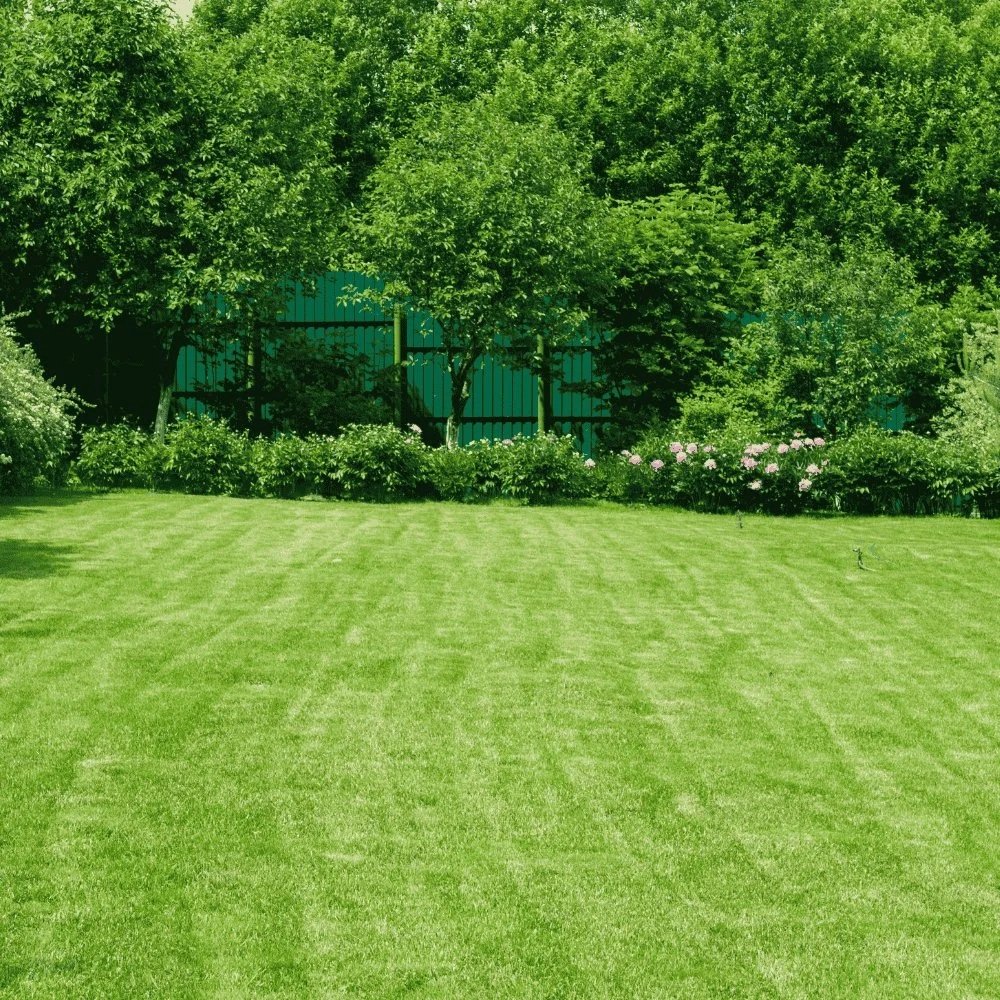 The Secret to a Lush, Green Lawn All Year Long