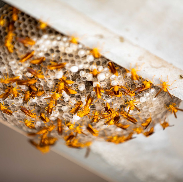 wasp entering crack in stucco wall exterior