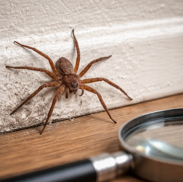 brown spider near baseboard with violin-shaped marking