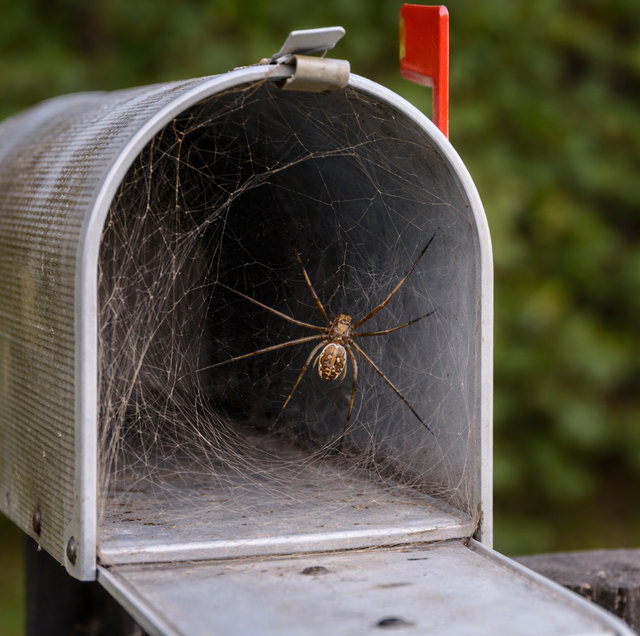 brown widow spider web inside dim metal mailbox