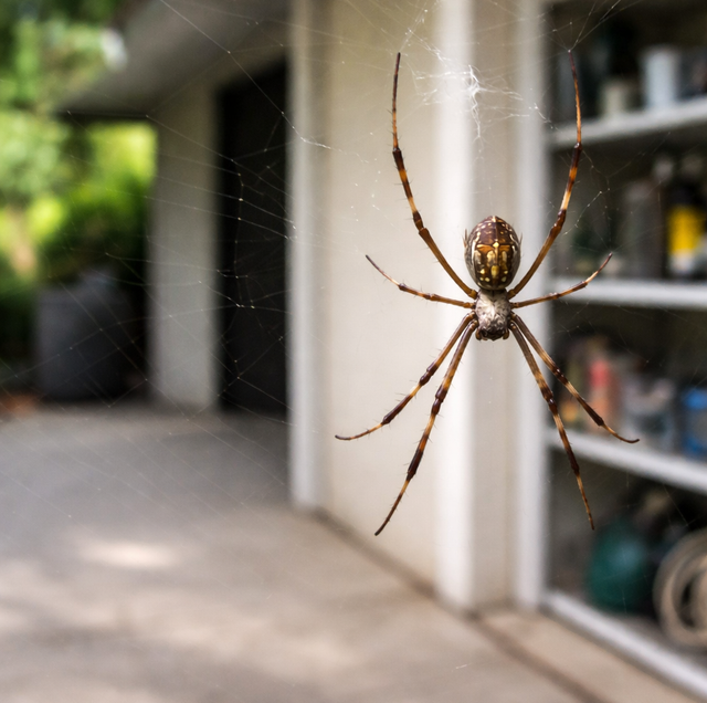 Brown widow spider web in Boca Raton home corner