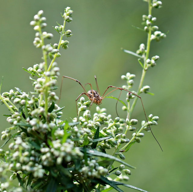 Three long-legged bugs labeled daddy long legs