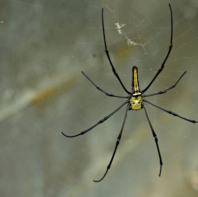 golden silk orb weaver spider centered in huge web