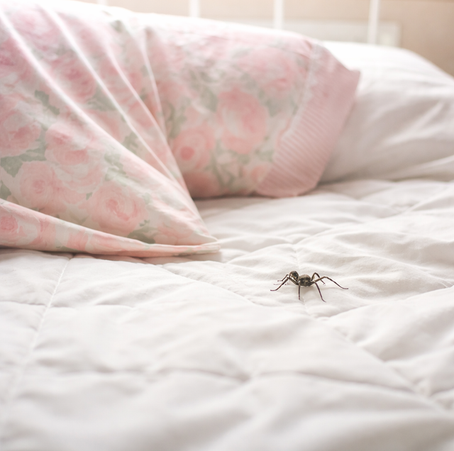 spider on white bedsheet beside creased pillow