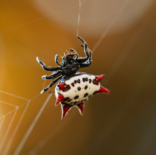 spiny-backed orb weaver perched in web center