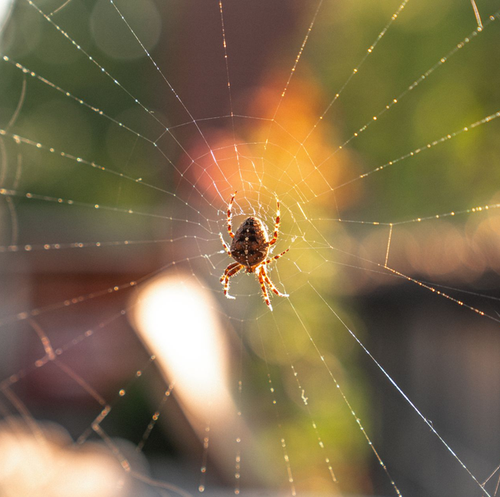 Pest control technician spraying spider webs under home eaves