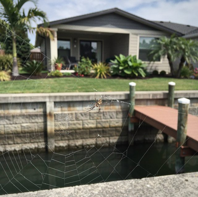 Why Spider Webs Keep Coming Back in Coral Springs Canal Homes