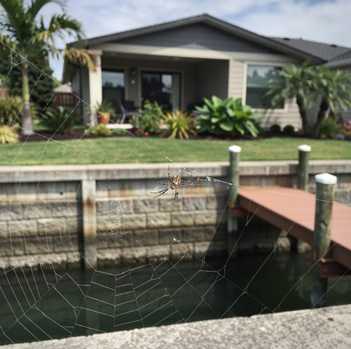 Canal home seawall with spider webs at dusk