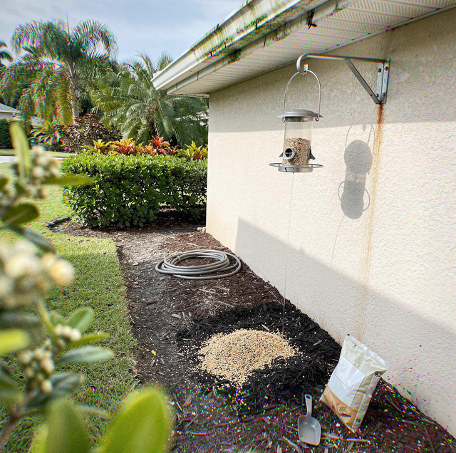 A bird feeder on a wall bracket above mulch with spilled seed, a bag, a scoop, and a coiled hose near shrubs.
