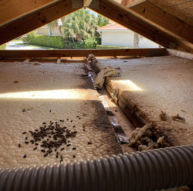 An attic interior with insulation, wooden beams, scattered droppings, a flexible pipe, and an opening showing houses, palm tr