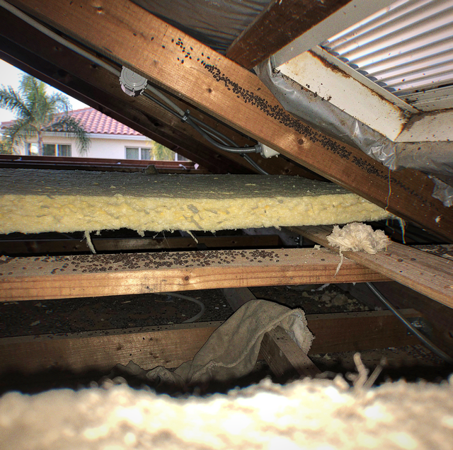attic ceiling with dark rat droppings near insulation