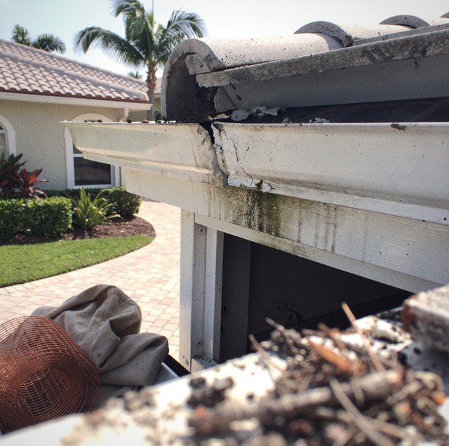 tile roofline joint gap with rat climbing into attic