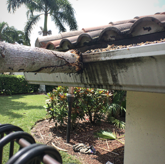 palm fronds brushing roofline beside fruit tree
