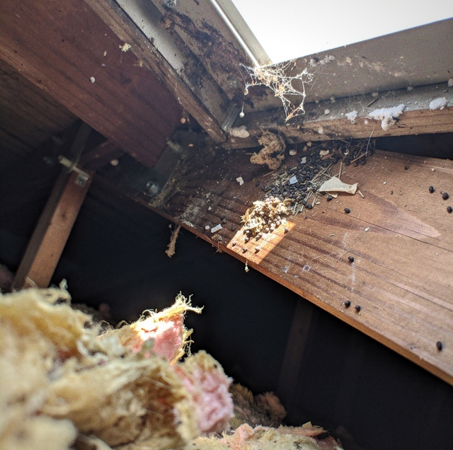 Damaged wooden beams with decay, spider webbing, and debris in a deteriorated structure.