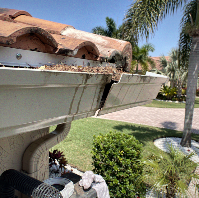 soffit-fascia gap widened by roof rat entry