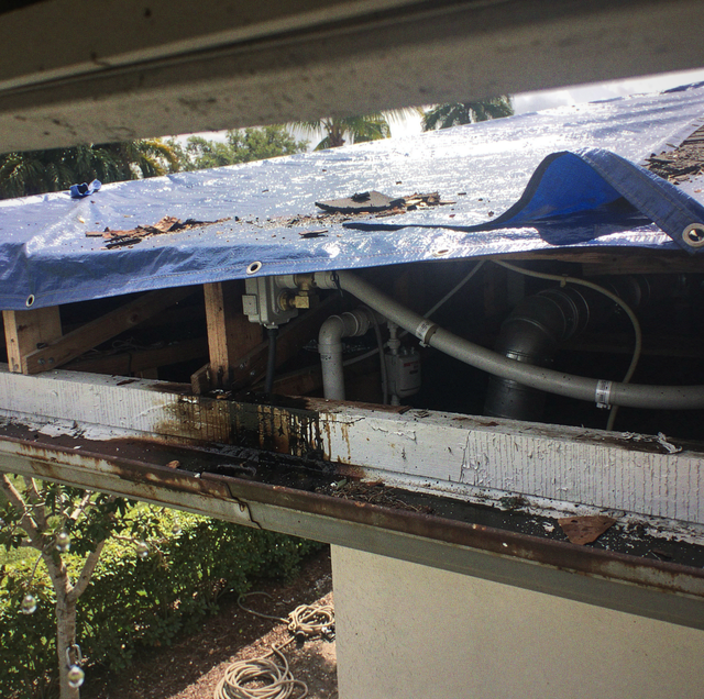 blue tarp patching hurricane damaged roofline with rats nearby