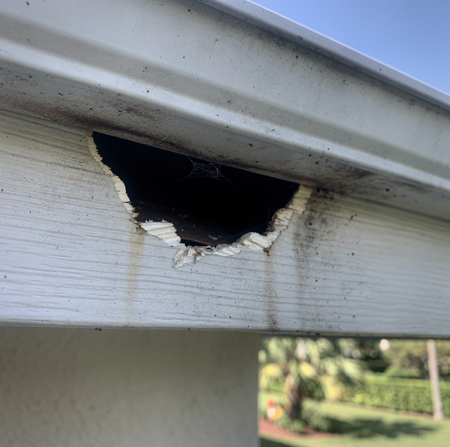 chewed soffit gap with greasy wood smear