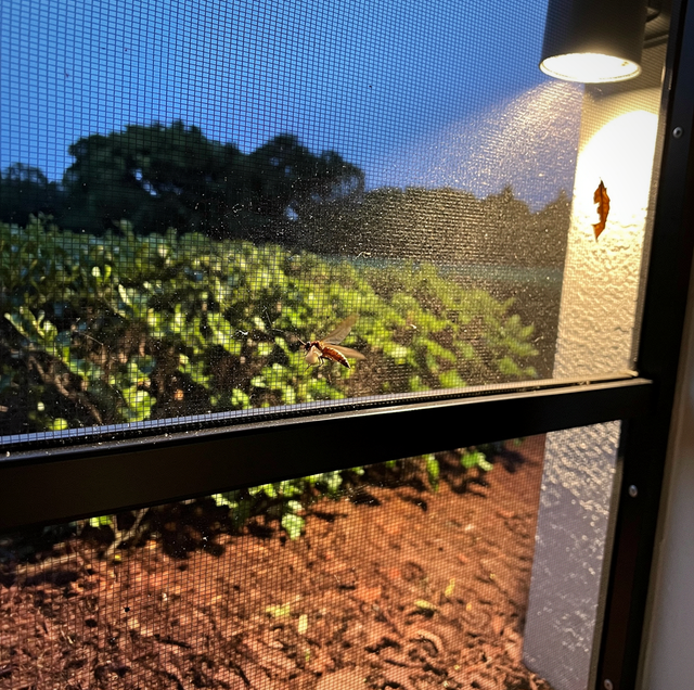 small tan roach flying toward glowing porch light