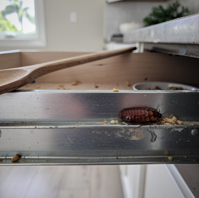 small brown cockroach egg case in cabinet corner