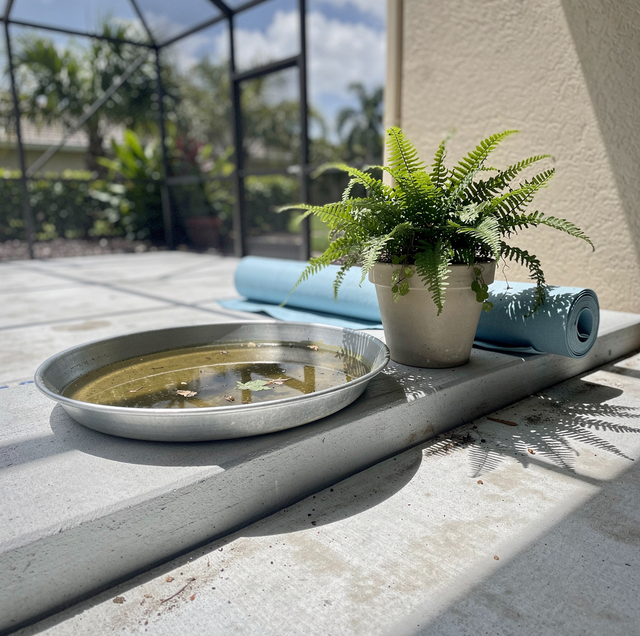 Florida mosquito species flying near suburban patio
