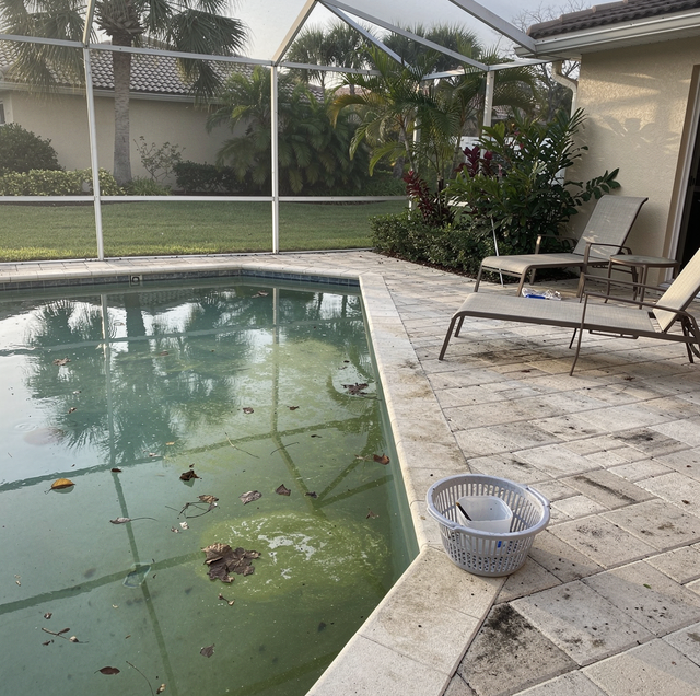 green backyard pool ringed by dead leaves and still water