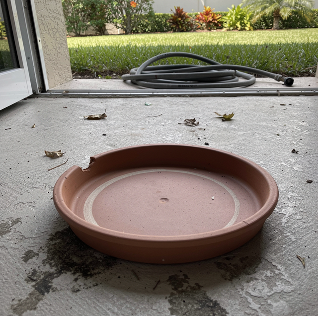 dry flowerpot saucer with dormant mosquito eggs