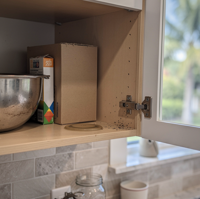 brown cockroach skittering beside pasta boxes in open cabinet