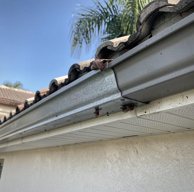 smokybrown roach clinging to soffit at dusk