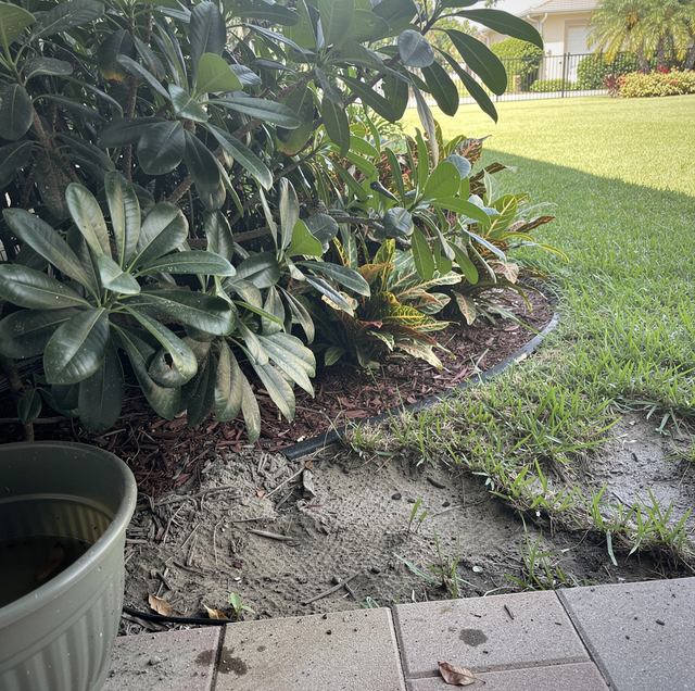 residential yard boundary with mosquitoes hovering in tall grass