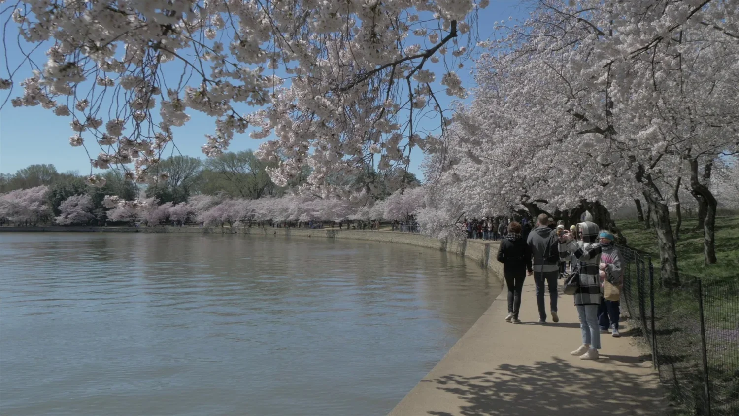 People walking along a pathway next to a lake, lined with cherry blossom trees in full bloom on a sunny day.