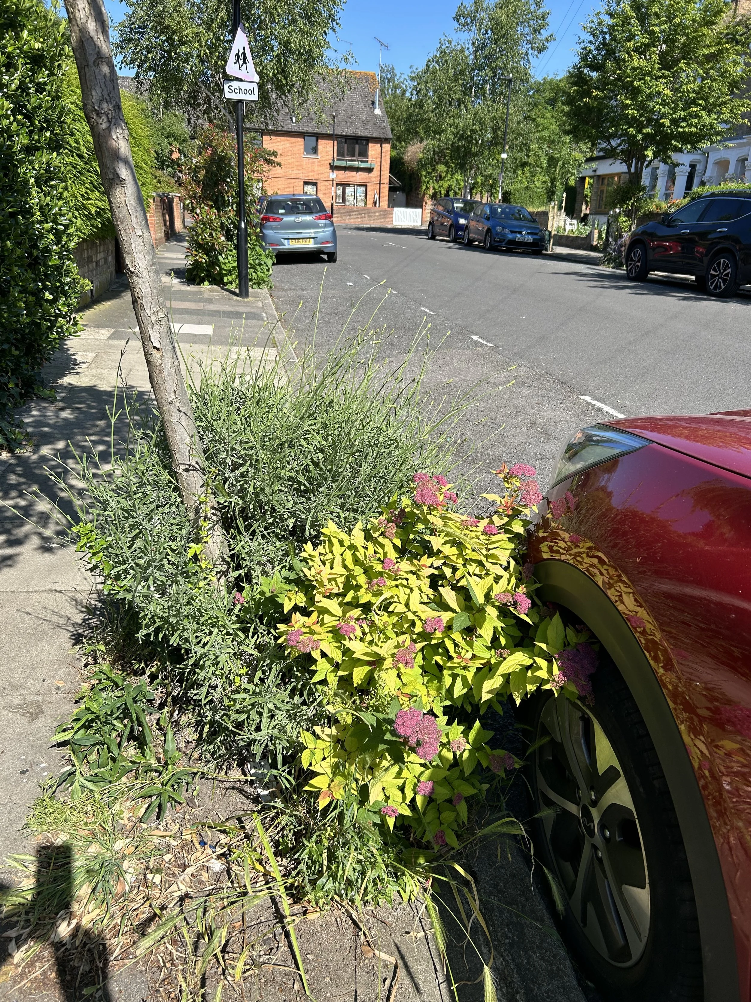 A street scene with parked cars, trees, a sidewalk with plants, and a school zone sign with a crossing icon and the word "School."