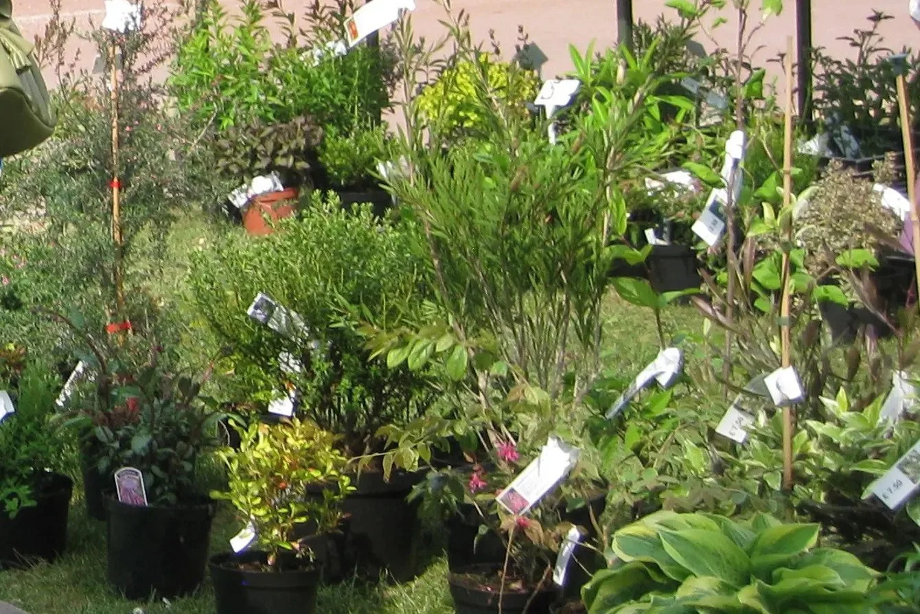 Autumn Plant Sales