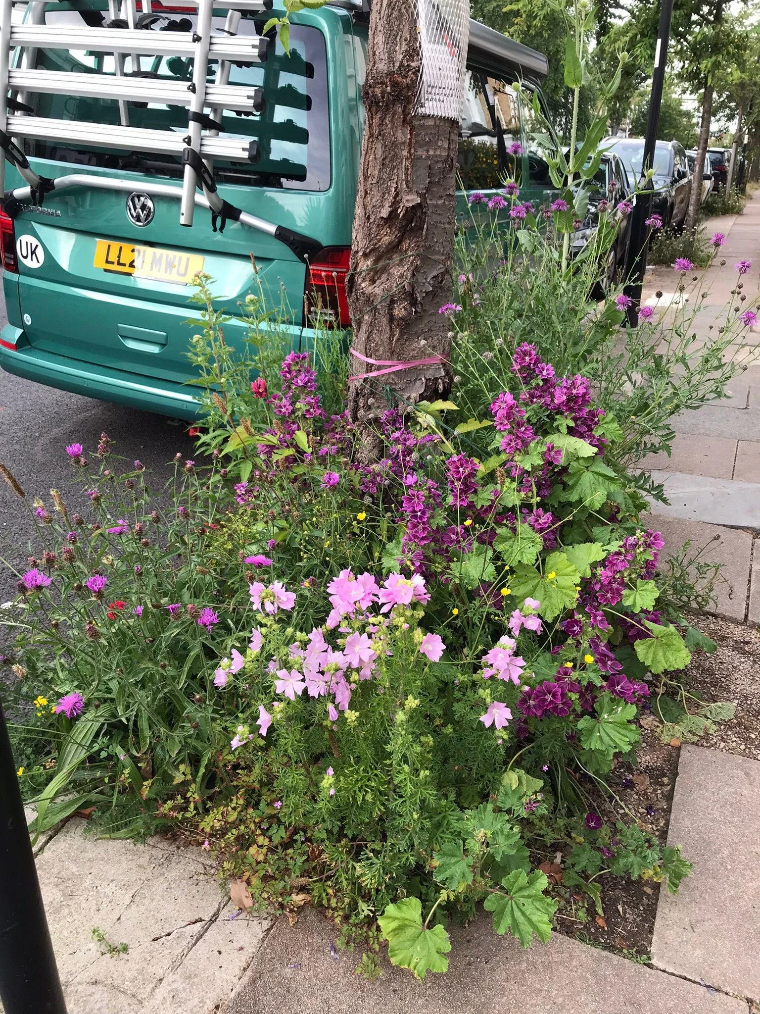 A teal Volkswagen Transporter van with a ladder on its back parked on a street beside a sidewalk. The van is partially obscured by a tree trunk and purple flowering plants growing at the base of the tree.