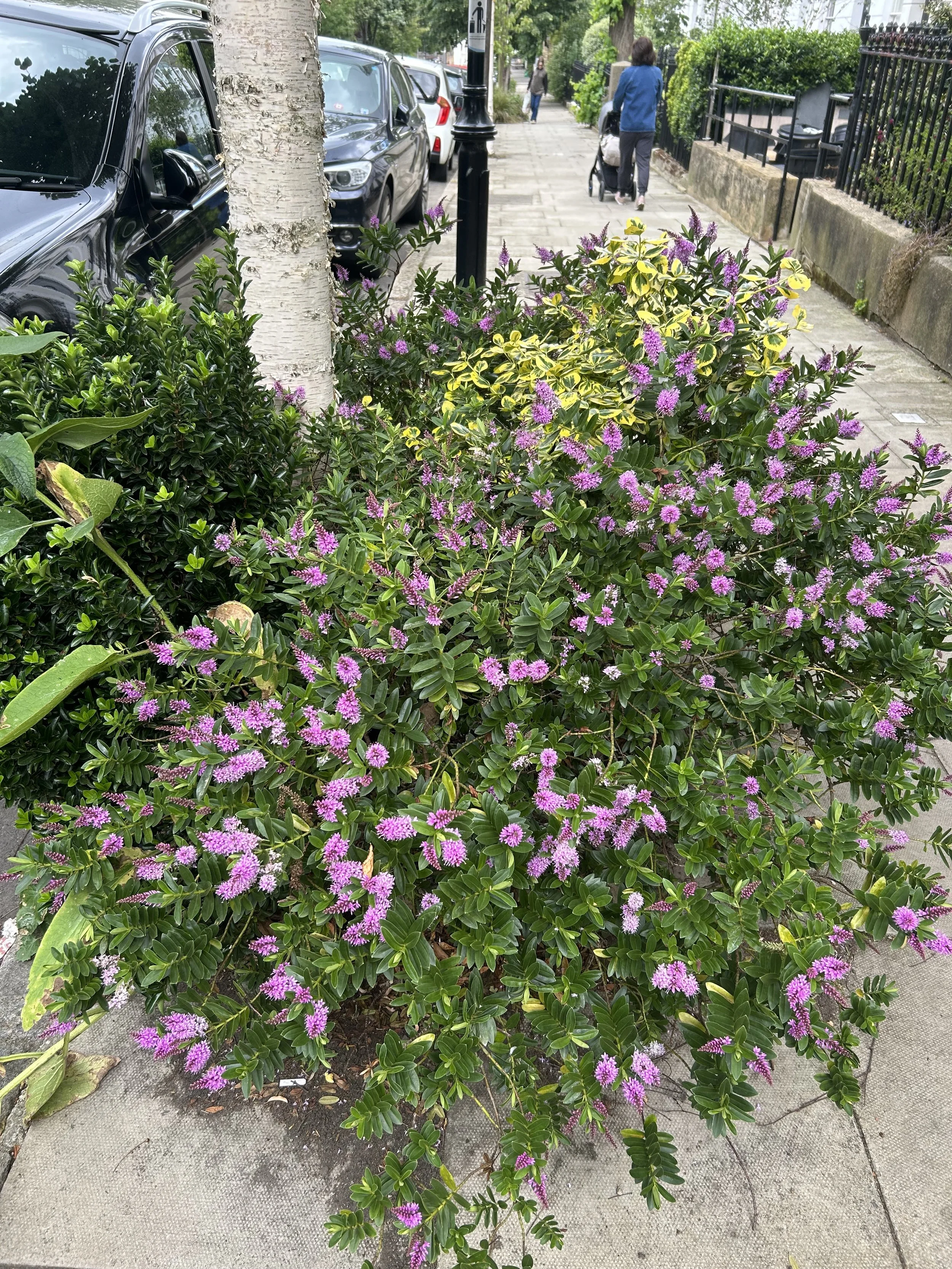 A patch of purple flowers with green leaves growing along a sidewalk. In the background, parked cars and pedestrians, including a woman pushing a stroller, are visible.