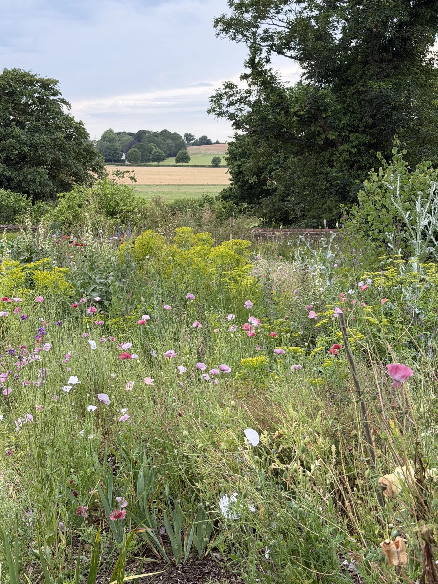The View from Benton End Garden. Wildflowers. Euphorbia. Hedges and trees which frame the countryside beyond Benton end garden.