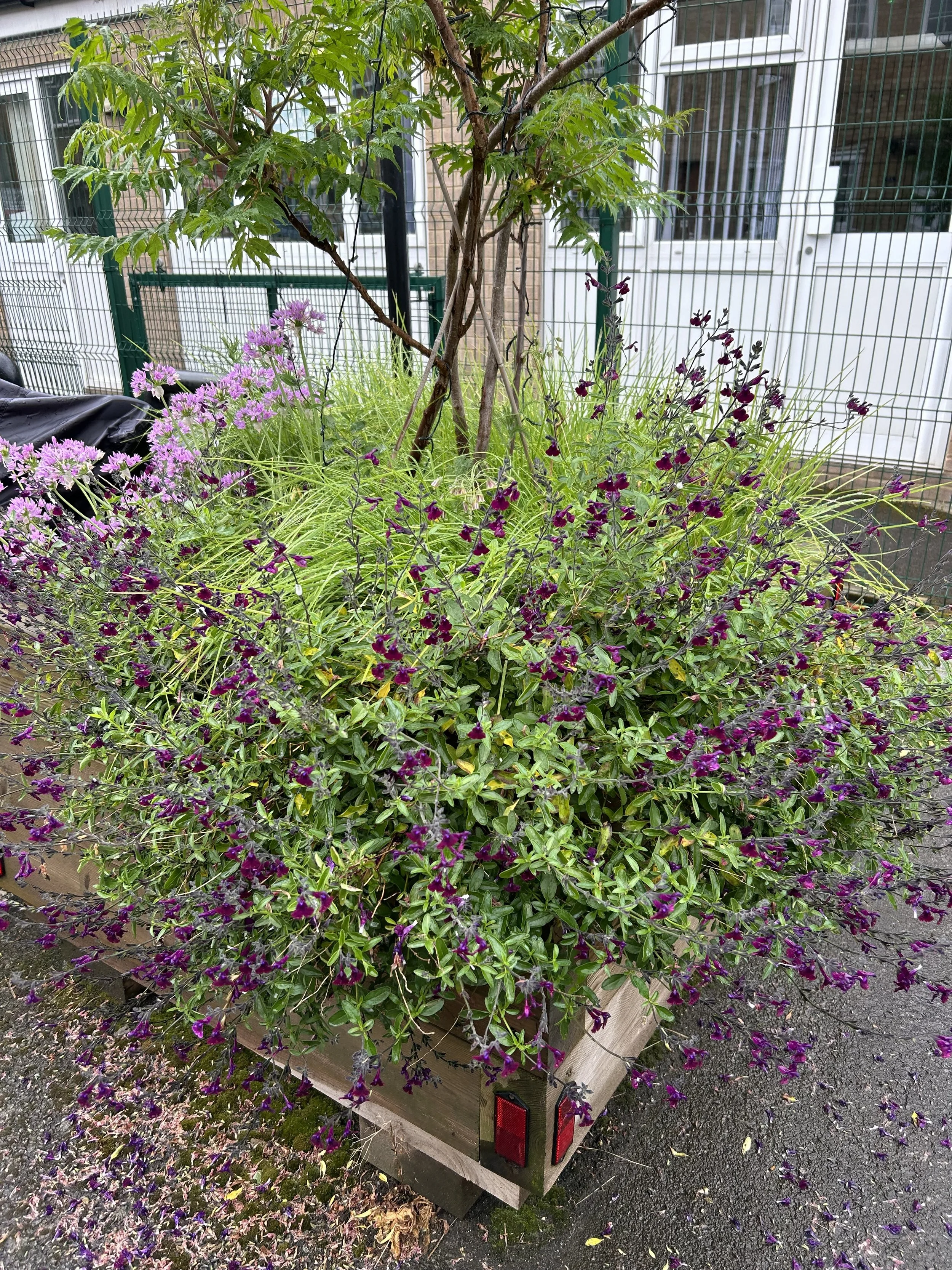 A small tree with leafy branches stands in a trailer filled with purple, pink, and dark violet flowers. The trailer is parked on a gray asphalt surface with a brick and white building with windows in the background of the image.
