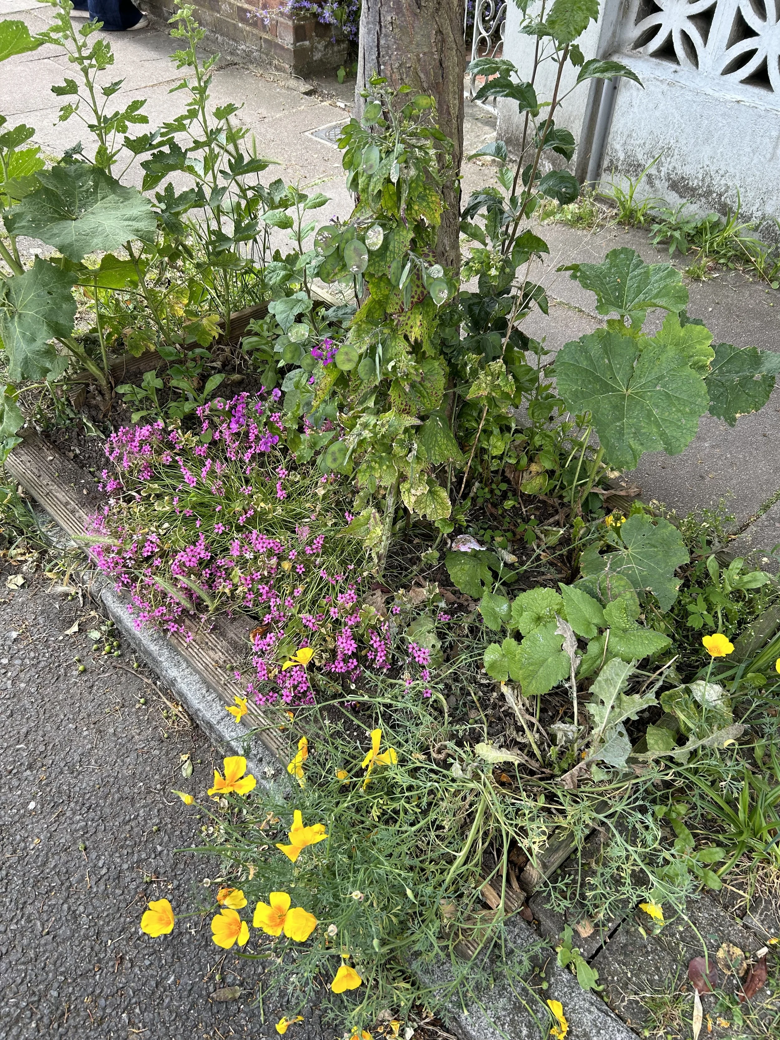 A variety of plants and flowers growing in a flower bed beside a sidewalk, including pink, yellow, and purple flowers with green foliage.