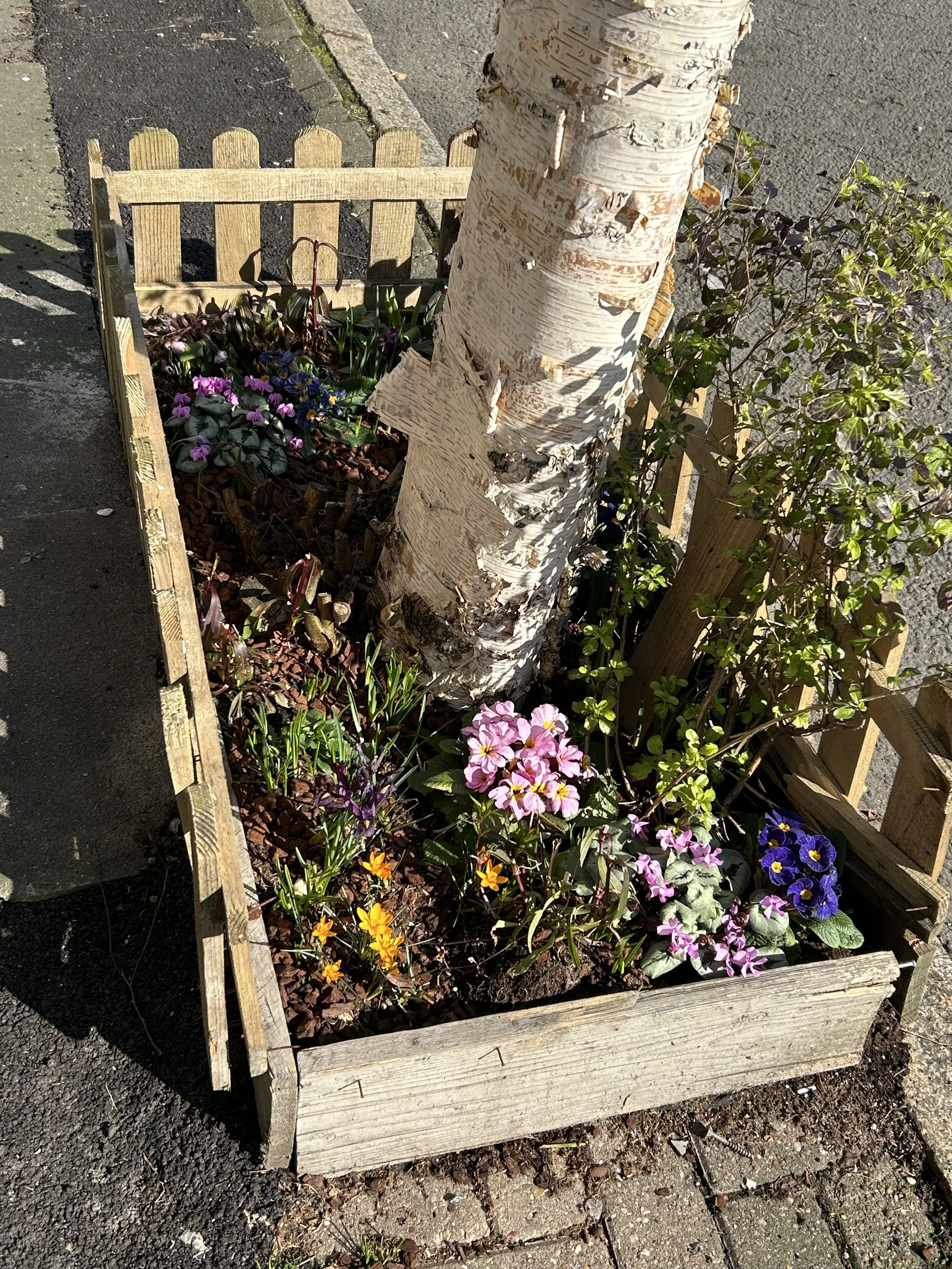 A small garden bed with vibrant flowers, bordered by a wooden frame, with a white birch tree trunk in the center, situated on a city sidewalk.